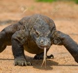 コモドドラゴンという究極生命体